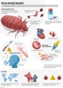 Chagas.jpg