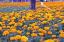 Filename=EUM20251007SOC46.JPG
Filesize=1930KiB
Dimensions=2048x1365
Date added=Oct 07, 2025 EUM20251007SOC46.JPG