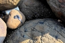 Filename=EUM20260416NAC05.JPG
Filesize=1965KiB
Dimensions=2048x1365
Date added=Apr 16, 2026 EUM20260416NAC05.JPG