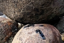 Filename=EUM20260416NAC06.JPG
Filesize=2255KiB
Dimensions=2048x1365
Date added=Apr 16, 2026 EUM20260416NAC06.JPG