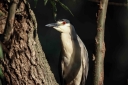Filename=EUM20260530SOC28.JPG
Filesize=1310KiB
Dimensions=2048x1365
Date added=May 30, 2026 EUM20260530SOC28.JPG
