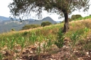 Filename=EUM20260825NAC03.JPG
Filesize=2209KiB
Dimensions=2048x1365
Date added=Aug 25, 2026 EUM20260825NAC03.JPG