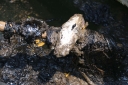 Filename=EUM20250505NAC07.jpg
Filesize=1694KiB
Dimensions=2048x1364
Date added=May 05, 2025 EUM20250505NAC07.jpg