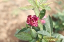 Filename=EUM20250505SOC35.jpg
Filesize=1133KiB
Dimensions=2048x1364
Date added=May 05, 2025 EUM20250505SOC35.jpg