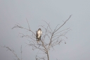 Filename=EUM20251225SOC31.jpg
Filesize=1270KiB
Dimensions=2048x1365
Date added=Dec 25, 2025 EUM20251225SOC31.jpg
