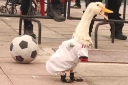 Filename=EUM20260621SOC11.JPG
Filesize=1431KiB
Dimensions=2048x1365
Date added=Jun 21, 2026 EUM20260621SOC11.JPG