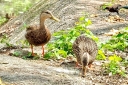 Filename=EUM20260719SOC06.JPG
Filesize=2240KiB
Dimensions=2048x1365
Date added=Jul 19, 2026 EUM20260719SOC06.JPG